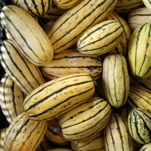 Winter Squash--Delicata