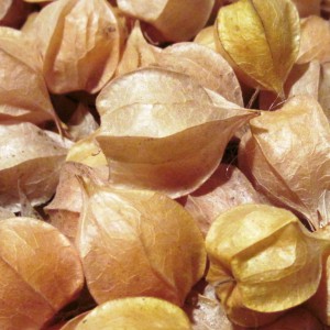 Ground Cherries