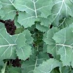 Hanover Salad kale