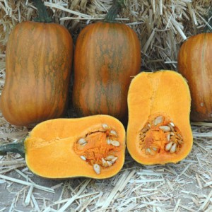 Honeynut Winter Squash